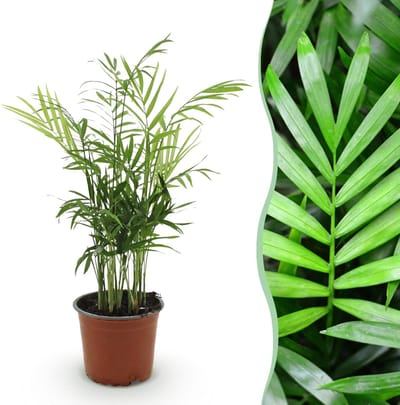 Green boutiQ - Kamerplant - Chamaedorea elegans - Goudpalm - Huisdiervriendelijke Plant - Groen - 1 Plant - Pot 12cm - Hoogte 15cm