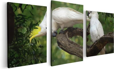 Artaza Canvas Schilderij Drieluik Twee Witte Kaketoes in de Bomen - 120x60 - Foto Op Canvas - Canvas Print