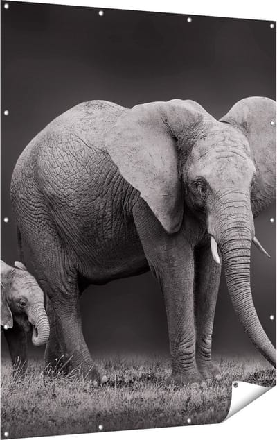 Gards Tuinposter Olifant Moeder en Zoon - Zwart Wit - 120x160 cm - Tuindoek - Tuindecoratie - Wanddecoratie buiten - Tuinschilderij