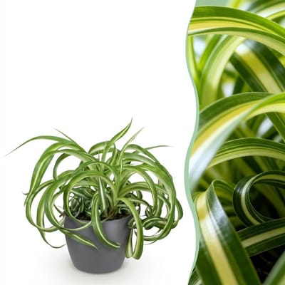 Plantenboetiek.nl | Chlorophytum comosum Bonnie - Krullende Graslelie - Huisdiervriendelijke Plant - Groen - met Potter Grijs - Ø12cm - 20cm hoog - Kamerplant - Arrangement - Plant met pot