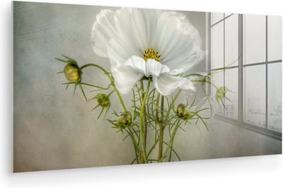 MuchoWow® Glasschilderij 120x60 cm - Schilderij acrylglas - Bloemen - Stilleven - Klaproos - Wit - Botanisch - Foto op glas - Muurdecoratie woonkamer - Wanddecoratie slaapkamer - Schilderijen