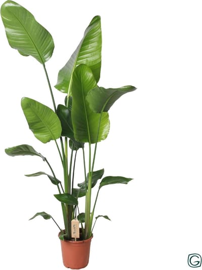 Witte Paradijsvogelplant, Tropische Groene Plant, Strelitzia Nicolai, Ø21cm - 130cm