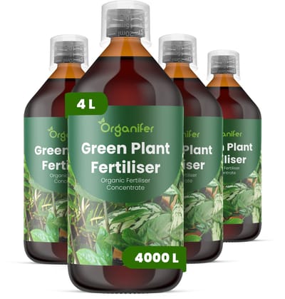 Vloeibare Meststof Voor Groene Plant 4 L Voor 4000 L - Npk 2-1-8 - Groene Bladplanten - Bladkleur - Bladtextuur - Wortelontwikkeling - Vochtregulati - Tropische Planten - Kamerplanten - Plantgezondheid - Organifer