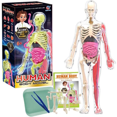 Vroeg Onderwijs Menselijk Orgaan Model Speelgoed Parochie Simulatie Botten Bloedvaten Zwangerschap Vrouwen Anatomie 3D Modellen Educatief Speelgoed