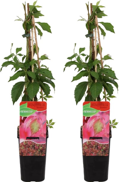 Bloomique - Set van 2 - Parthenocissus Quinquefolia Engelmannii - Wilde Wingerd - Klimplanten - Tuinplanten - Winterhard - Hoogte 50-70 cm - Pot 15 cm