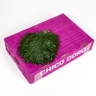 40x Sg chico doro