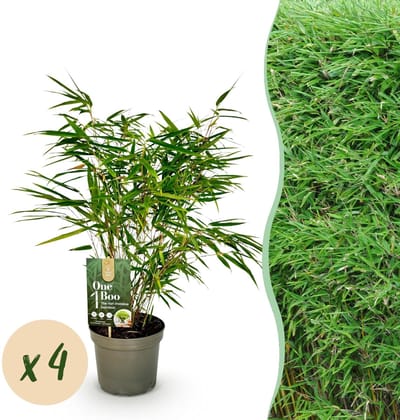 Green boutiQ - Bamboe - Fargesia rufa - Groen - 4 Planten - Bladhoudend - Niet Woekerend- Pot 17cm Hoogte 60cm
