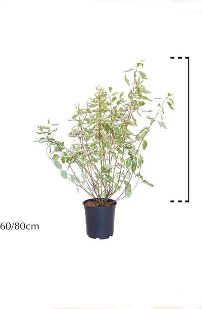Plants Online - Haagplanten - Heesters - Bonte Kornoelje - Pot 60-80 cm - set van 10 - Bladverliezend - Bloeiende plant - Groeit breed uit - Informele haag
