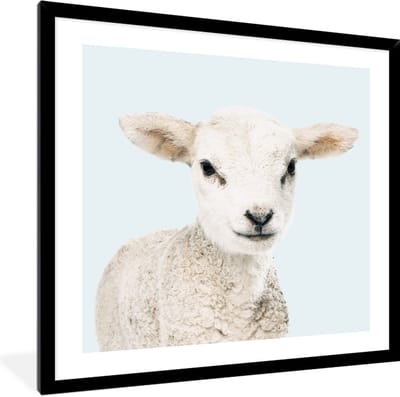 FrameYourWall® - Fotolijst met poster 40x40 - Lammetje - Schaap - Dieren - Portret - Blauw - Fotokader van hout - Kaders en lijsten - Houten fotolijstje - Wissellijst voor muurposter - Picture en photo frame - Posterlijst - Fotohouder