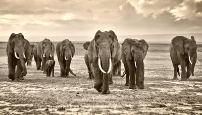 The Walk Of Safari- Kristal Helder Galerie kwaliteit Plexiglas 5mm. - Blind Aluminium Ophangframe - Fotokunst - Luxe Wanddecoratie - inclusief verzending