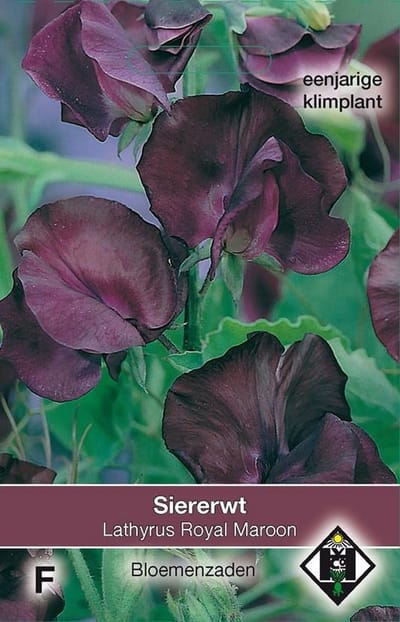 2 stuks Van Hemert & Co Lathyrus odoratus Royal Maroon
