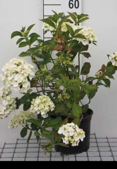 2 x Hydrangea macr. 'Mme Emile Mouillère' - Boerenhortensia, Bolhortensia 25- 30 cm in pot