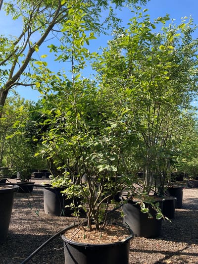 Amelanchier lamarckii- Krentenboompje 200-225 cm in pot 35 - Meerstammig