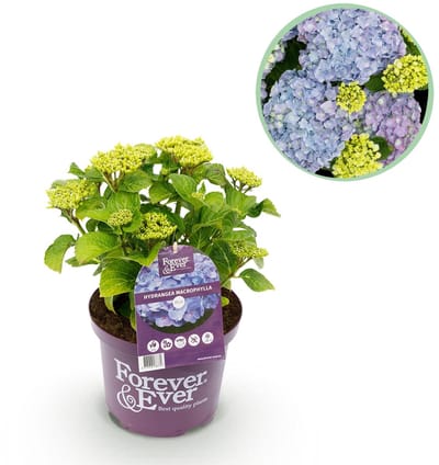 Green boutiQ - Terrasplant - Hortensia - Hydrangea Forever & Ever - Blauw - 7-12 Bloemen - Pot 23cm Hoogte 55cm