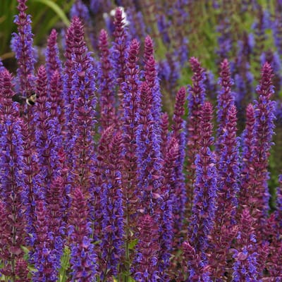 Salvia nem. 'Ostfriesland' | 1 stuk | Blauw