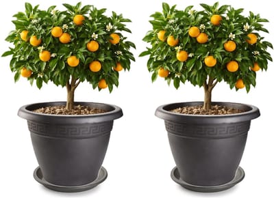 Plasticforte 2x plantenpot met opvang schaal - antraciet - rond - D50 x H40 cm - kunststof - buiten - tuin - bloempot