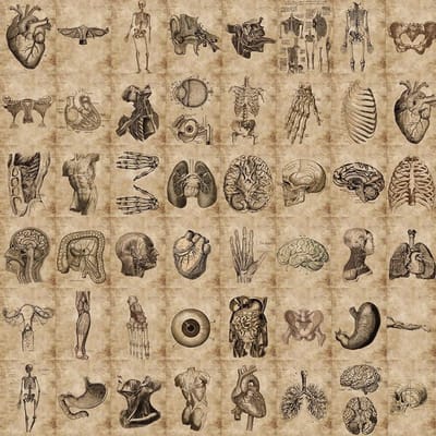 56 stuks Anatomie en Fysiologie De Lichaamsstructuur Stickers PVC Waterdichte Speelgoed Graffiti Skelet Stickers Voor Bagage Decals