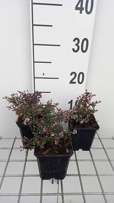 6x Aster - Aster lateriflorus 'Prince' | 9x9 cm pot