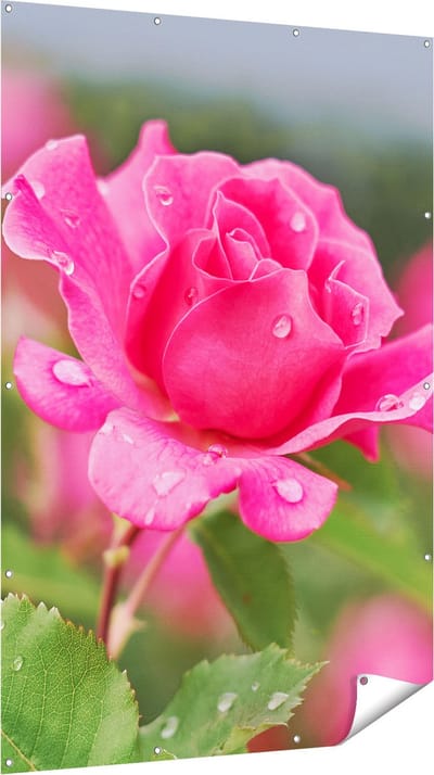 Gards Tuinposter Roze Roos met Waterdruppels - 120x180 cm - Tuindoek - Tuindecoratie - Wanddecoratie buiten - Tuinschilderij