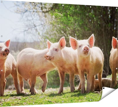 Gards Tuinposter Groep Jonge Varkens - 160x120 cm - Tuindoek - Tuindecoratie - Wanddecoratie buiten - Tuinschilderij