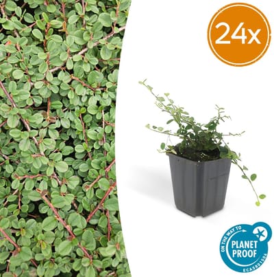 Tuinplantenshop.com | Cotoneaster pr. 'Queen of Carpets' | 24 stuks - Ø9cm - 10-25cm hoog - Tuinplant