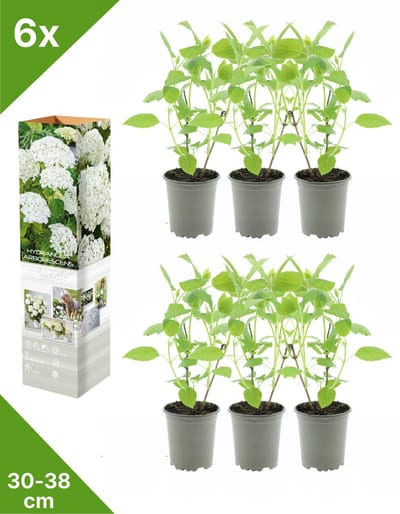 GARDENZO - 6x Hydrangea arb. 'Annabelle' (Bolhortensia)- in P9 Pot