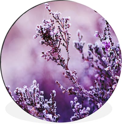 WallCircle - Wandcirkel - Muurcirkel - Lavendel - Winter - Bloemen - Paars - Aluminium - Dibond - 60x60 cm - Binnen en Buiten