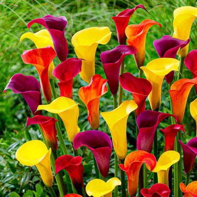 Calla Lelie - Zantedeschia - Sunny Mix - Bloembollen - 10 stuks - Meerkleurig - Bloem bollen - Leliebollen