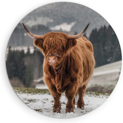Saammp Muurcirkel Hout - 2 Schotse Hooglander Koeien in de sneeuw - Dieren - Natuur - Ø 90 - Wandcirkel - Wanddecoratie Cirkel - muurdecoratie Woonkamer - Slaapkamer decoratie - Rond Schilderij