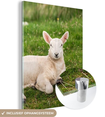 MuchoWow® Glasschilderij 30x40 cm - Schilderij acrylglas - Schaap - Dieren - Lam - Foto op glas - Schilderijen
