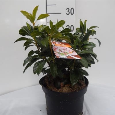 Kalmia latifolia 'Olympic Fire' C4 25-30 cm