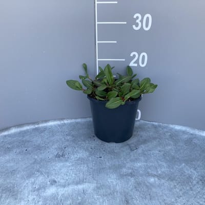 Plants Online - Tuinplanten - Vaste planten - Set van 1 - Persicaria affinis 'Darjeeling Red' - 2 liter pot - Plant