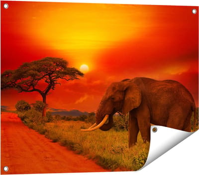 Gards Tuinposter Olifant in het Wild tijdens Zonsondergang - 80x60 cm - Tuindoek - Tuindecoratie - Wanddecoratie buiten - Tuinschilderij