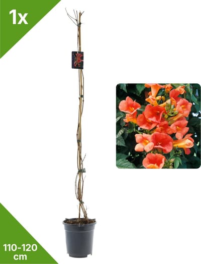 GARDENZO - 1x Rode Trompetbloem Campsis Madame Galen XXL - in 2 ltr pot- 115-120 cm