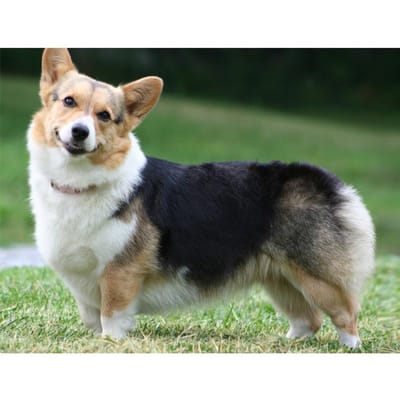 5D Diy Diamant Schilderij Kruissteek Corgi Volledige Ronde Diamant Borduurwerk 20X30CM black