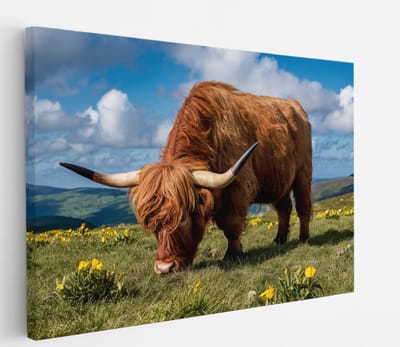 Saammp Canvas Schilderij 2 Schotse Hooglander Koeien in de sneeuw - Dieren - Natuur - 45x30 - Foto op canvas - Wanddecoratie - muurdecoratie Woonkamer - Slaapkamer decoratie - Canvas Print