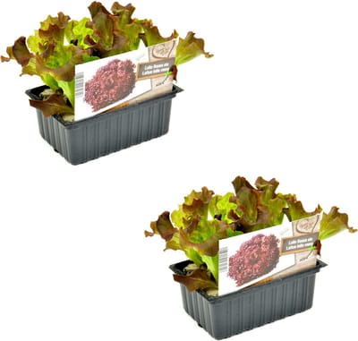Rode Krulsla Lollo Rossa – 12 Slaplantjes – Lactuca sativa – Groenteplanten – Zelf Sla Kweken – Moestuin