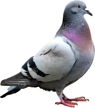 Duivenafweer balkon spikes voorgemonteerd, roestvrije duivenverschrikker vogelspikes, vogelafweer spikes en vogelbescherming, dierenbescherming conforme duivenbescherming