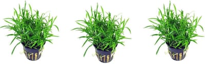 Levende aquariumplant Lilaeopsis novea zalandia  per 3 stuks