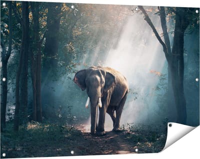 Gards Tuinposter Olifant in het Bos met Zonneschijn - 120x80 cm - Tuindoek - Tuindecoratie - Wanddecoratie buiten - Tuinschilderij