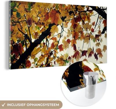 MuchoWow® Glasschilderij 40x20 cm - Schilderij acrylglas - Bomen - Herfstbladeren - Natuur - Foto op glas - Schilderijen