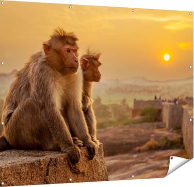 Gards Tuinposter Twee Apen Bekijken de Zonsondergang - 150x120 cm - Tuindoek - Tuindecoratie - Wanddecoratie buiten - Tuinschilderij