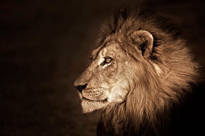 Glasschilderij 120x80x0.4 Side view lion head
