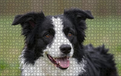 Puzzel Border Collie | 1000 stukjes | Dierenpuzzel | Hondenpuzzel