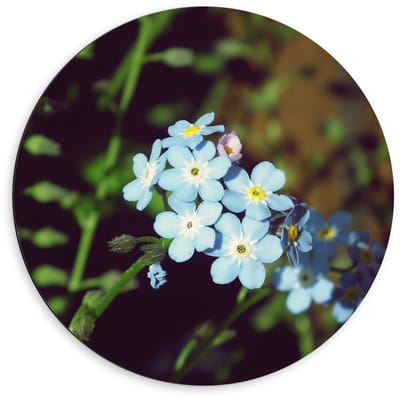 Dibond Wandcirkel - Blauwe Bloemetjes - 60x60cm Foto op Aluminium Wandcirkel (met ophangsysteem)