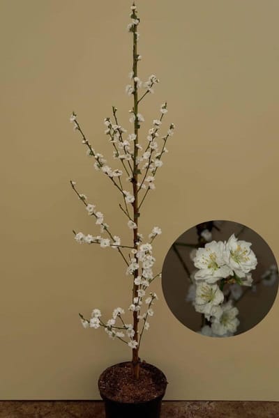 Jonge Zuilvormige Perzikboom | Prunus persica 'Terute-Shiro' | 150-200cm hoogte