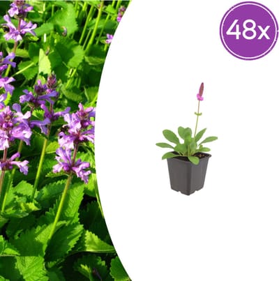 Tuinplantenshop.com | Stachys mon. 'Hummelo' | 48 stuks - Ø9cm - 10-25cm hoog - Tuinplant