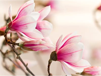 Fotobehang - Branch of magnolia tree.