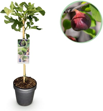 Plantenboetiek.nl | Ficus carica Brown Turkey - Terras Plant - Bladverliezend - Winterhard - Groene Vrucht - Ø19cm - 80-90cm hoog - Tuinplant