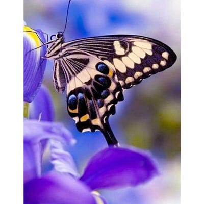 Peinture diamant broderie fleur violette papillon, point de croix, série de peinture animale, image 30x30CM black